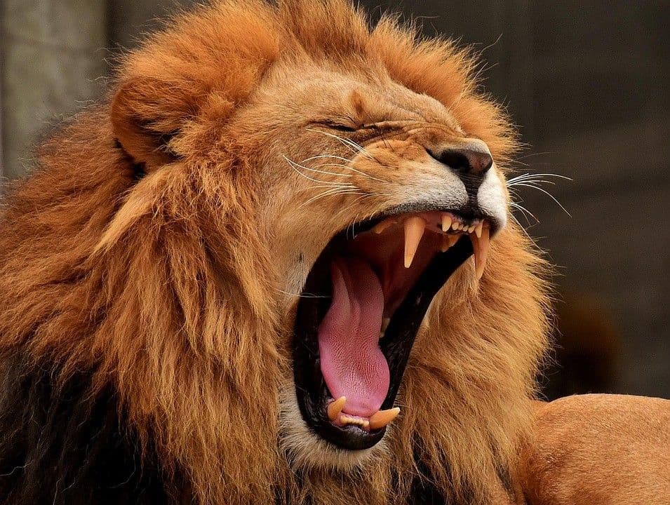 Lion symbolizing strength, vision, and leadership at The Odyssey Mode Retreat for Founders and CEOs – executive leadership and tactical planning program.